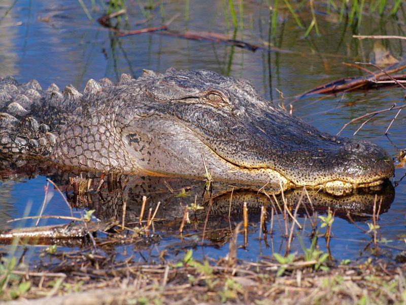American Alligators Living at the Edge of Their Range