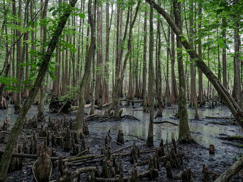 Ancient Bald Cypress Trees and Why They Matter
