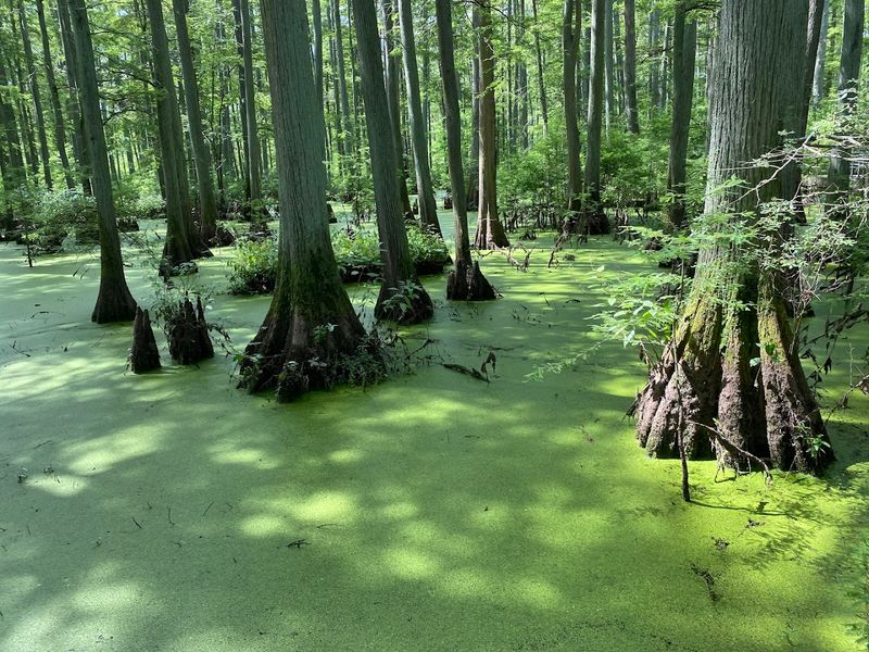 Ancient Cypress Trees: A Living Record of Time Ancient Cypress Trees: A Living Record of Time
