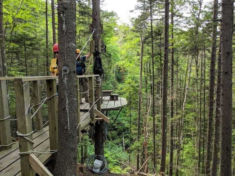 Ancient Hemlock Platforms Built Into the Forest
