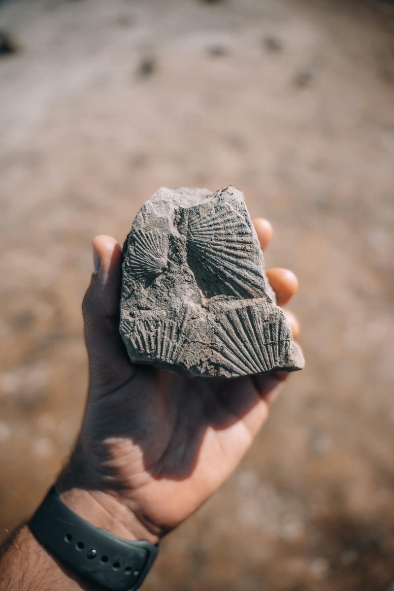 Ancient Plant Fossils Tell the Story of a Vanished Swamp World