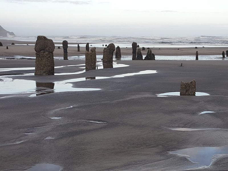 Ancient Trees Rising from the Sand