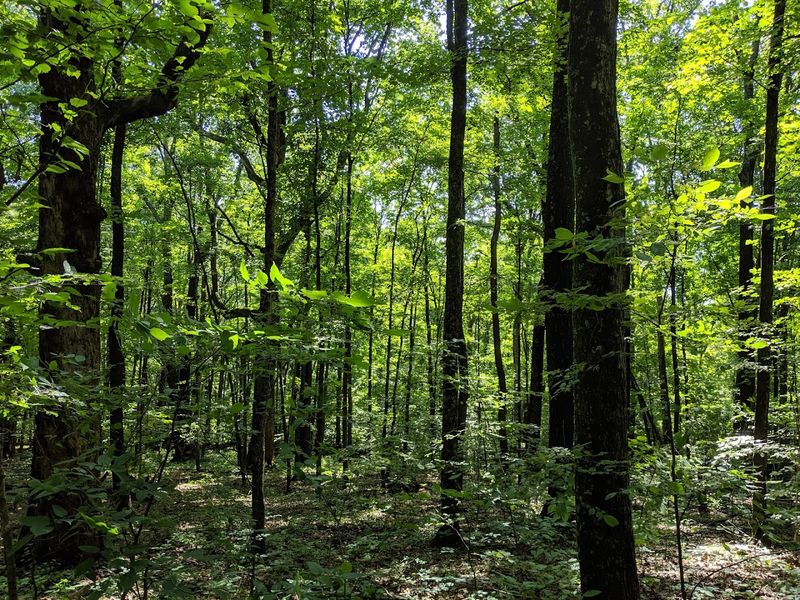Ancient Trees in a Rare Virgin Forest