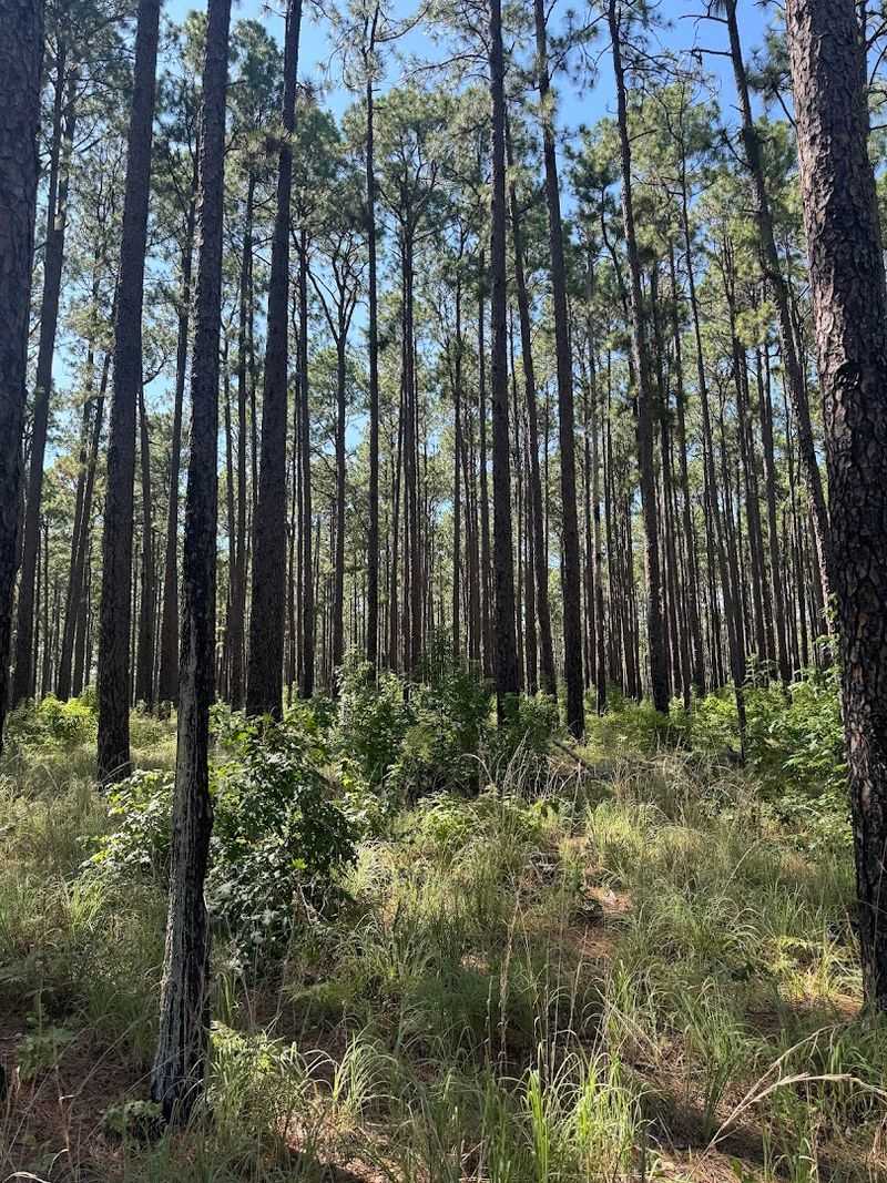 Angelina National Forest