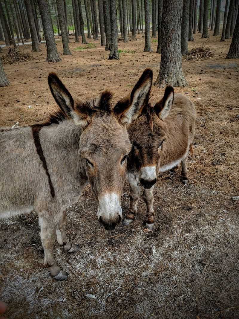 Animals And Easygoing Farm Moments Animals And Easygoing Farm Moments