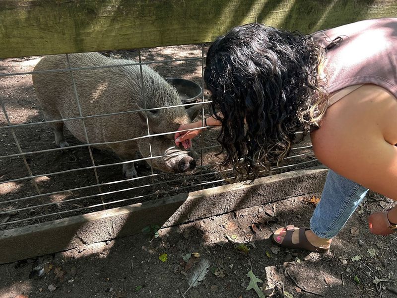 Apples, Fences, and Happy Pigs Apples, Fences, and Happy Pigs