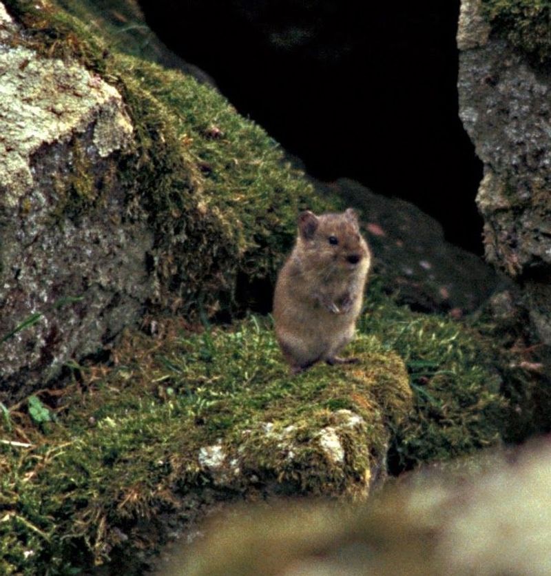 Arctic Foxes, Voles, and the Occasional Polar Bear