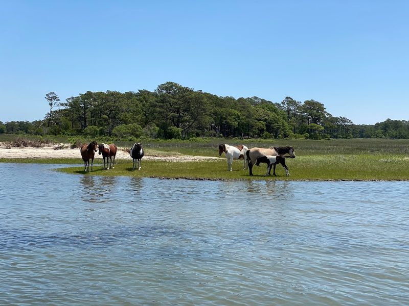 Assateague Island via Daisy's Island Cruises (Accomack County)
