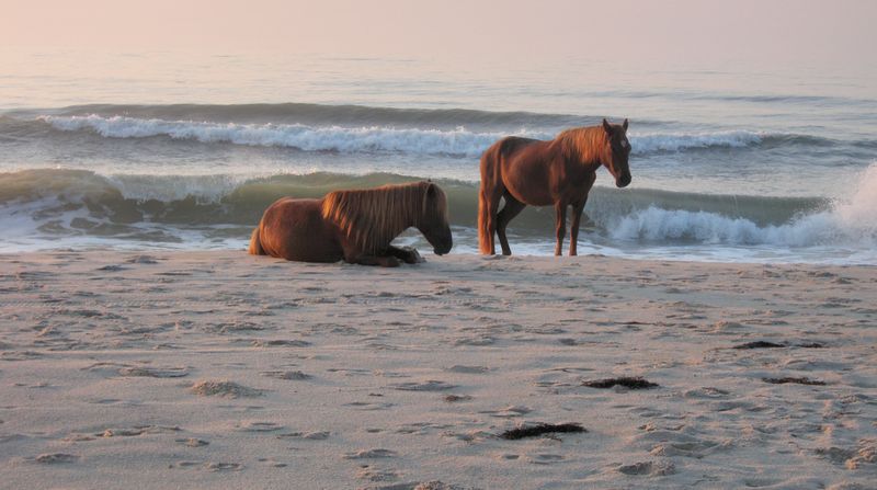 Assateague Island Assateague Island