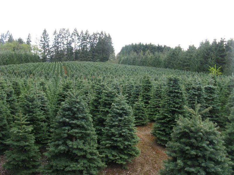Baggenstos Farm, Sheridan, Oregon