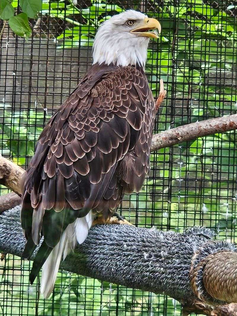 Bald Eagles Up Close and the Raptor Encounters That Stop You Cold