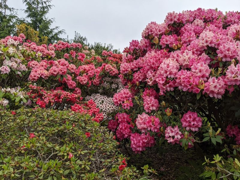 Beautiful Azalea and Flower Gardens