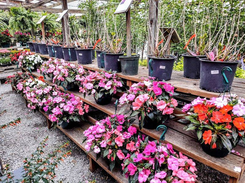 Beautiful Flowers and Healthy Plants for Every Garden