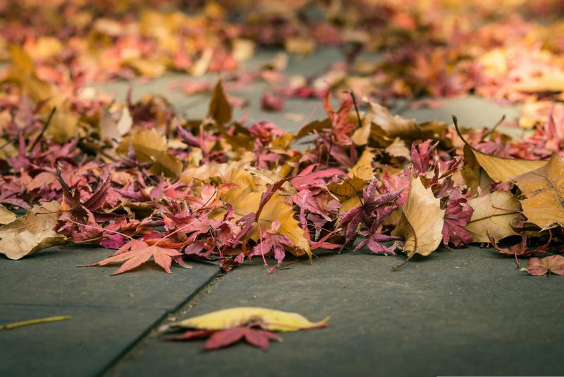 Beautiful in Every Season