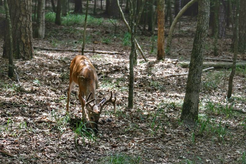 Beavers Bend State Park Is Worth Every Minute Beavers Bend State Park Is Worth Every Minute