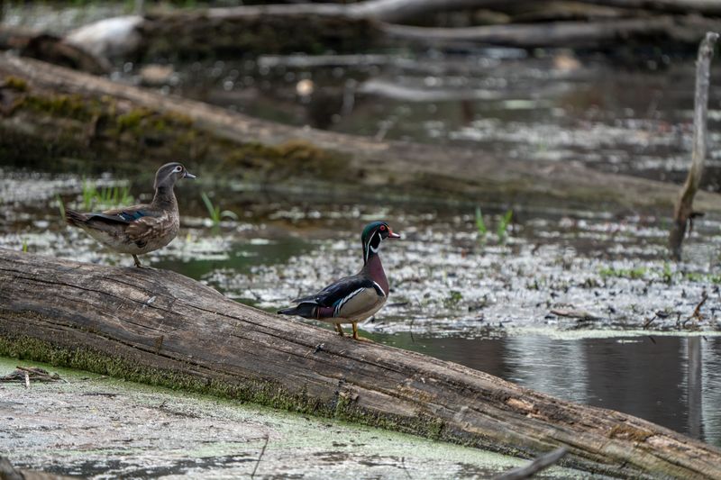 Beech Fork State Park