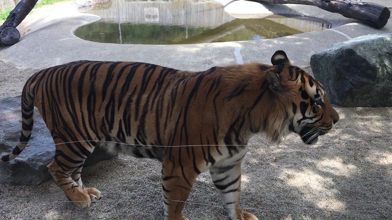 Bengal Tigers and Big Cats Up Close