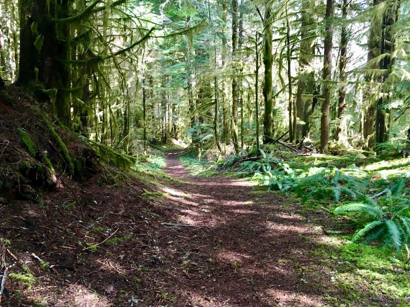 Best Time of Year to Visit Valley of the Giants