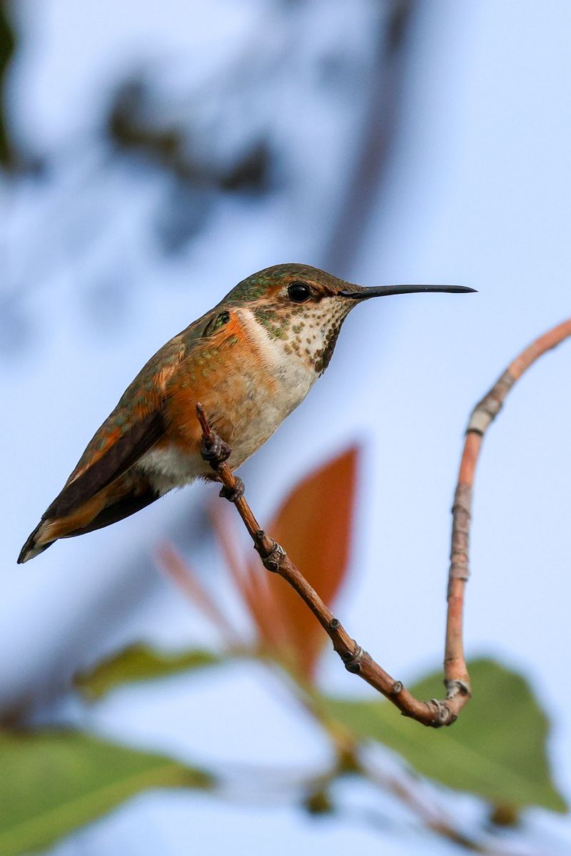 Best Times to Visit for Peak Hummingbird Activity