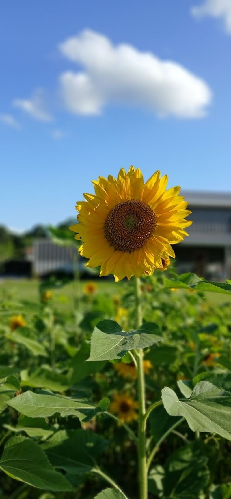 Best Times to Visit for Perfect Summer Light