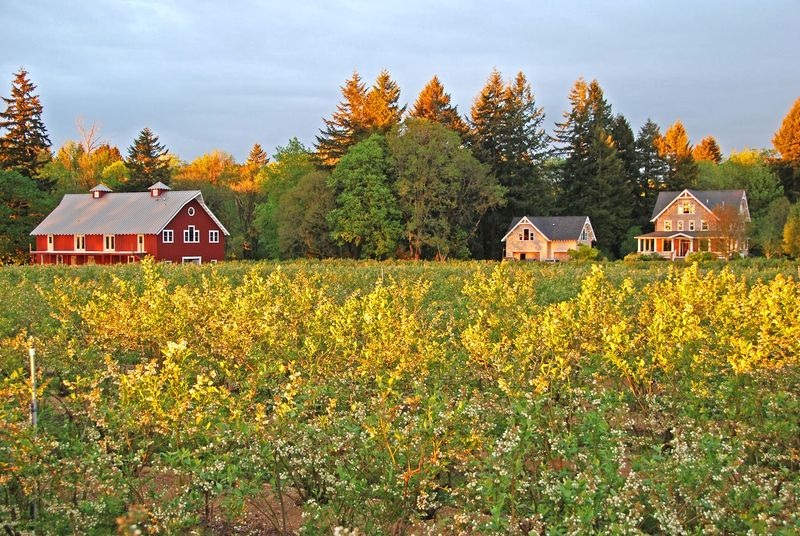 Bieze Farm, Canby, Oregon