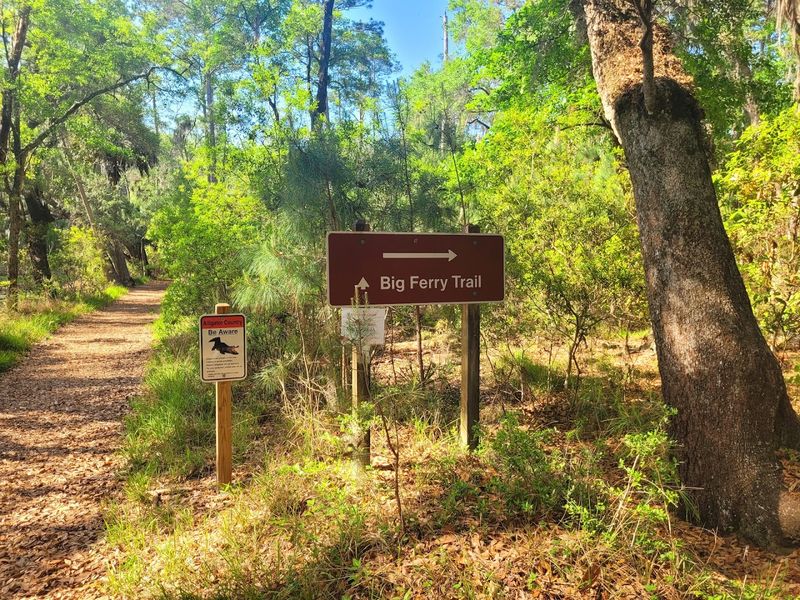 Big Ferry Trail: History Tucked Inside a Forest Loop Big Ferry Trail: History Tucked Inside a Forest Loop