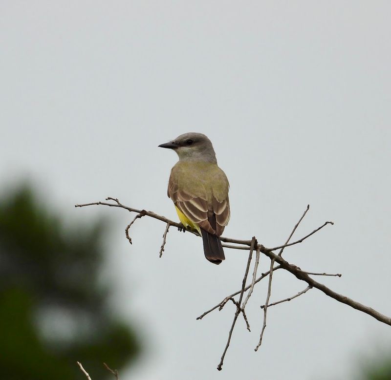 Birding at Connemara, A Quiet Hotspot That Rewards Patience