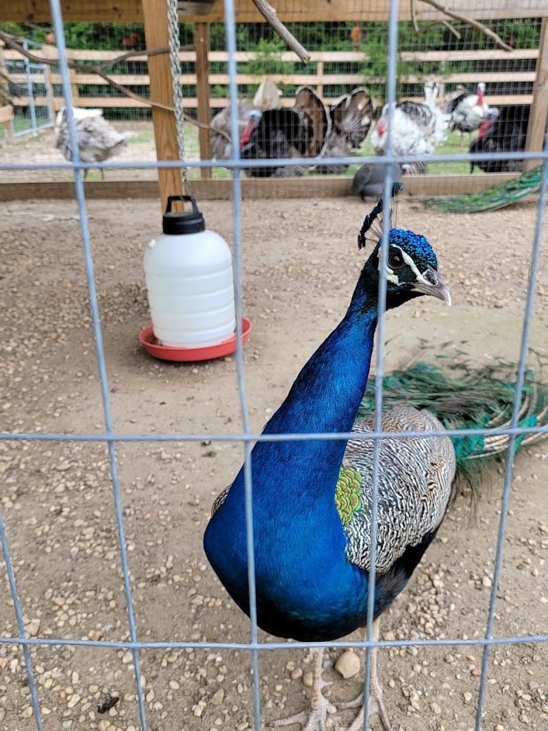 Birds, Peacocks, and the Soundtrack of the Farm Birds, Peacocks, and the Soundtrack of the Farm