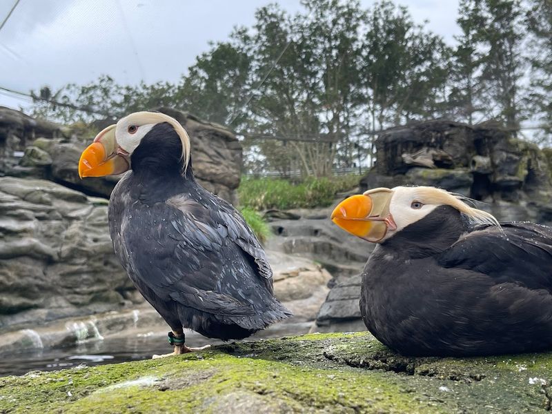 Birds You Never Expected to Love