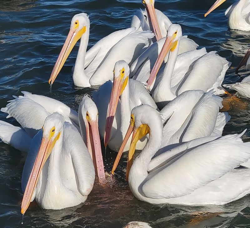 Birdwatching Near Rockport, a Flyway Like No Other