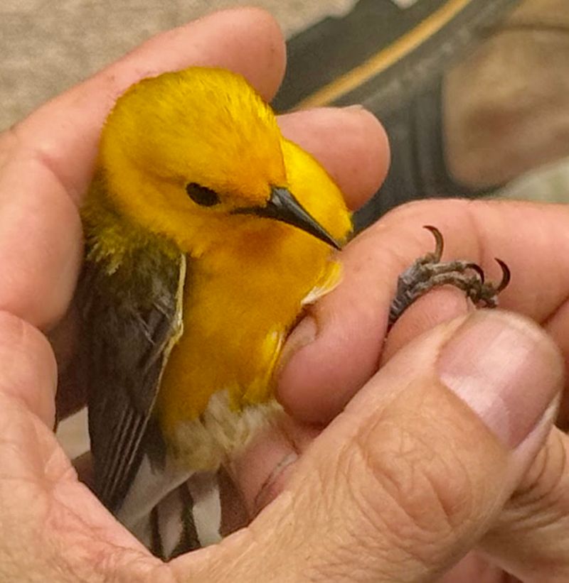 Birdwatching Opportunities That Genuinely Impress