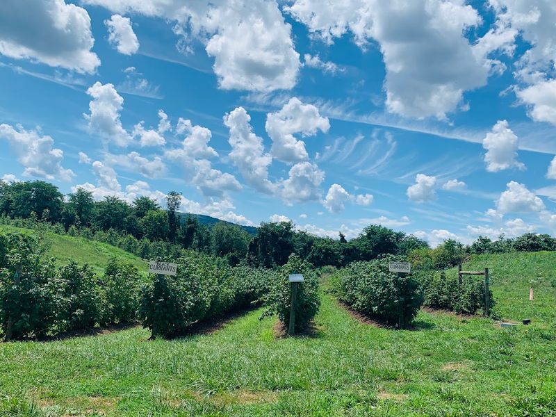 Blueberry Fields That Go On Longer Than You Expect Blueberry Fields That Go On Longer Than You Expect