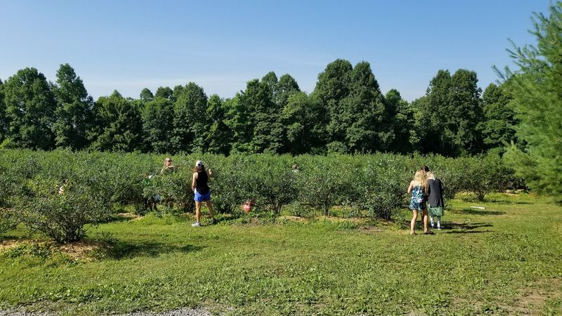 Blueberry Ridge Farm Blueberry Ridge Farm