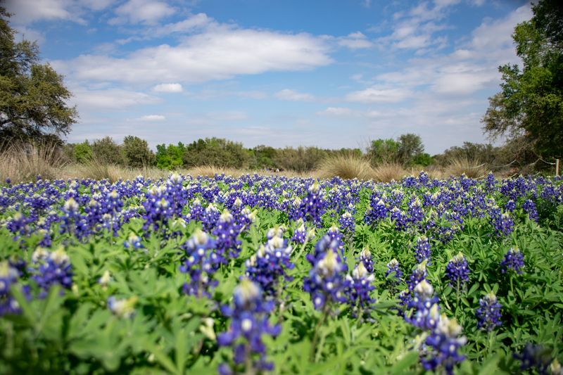 Bluebonnet Season, When Kingsland Turns Into A Painting