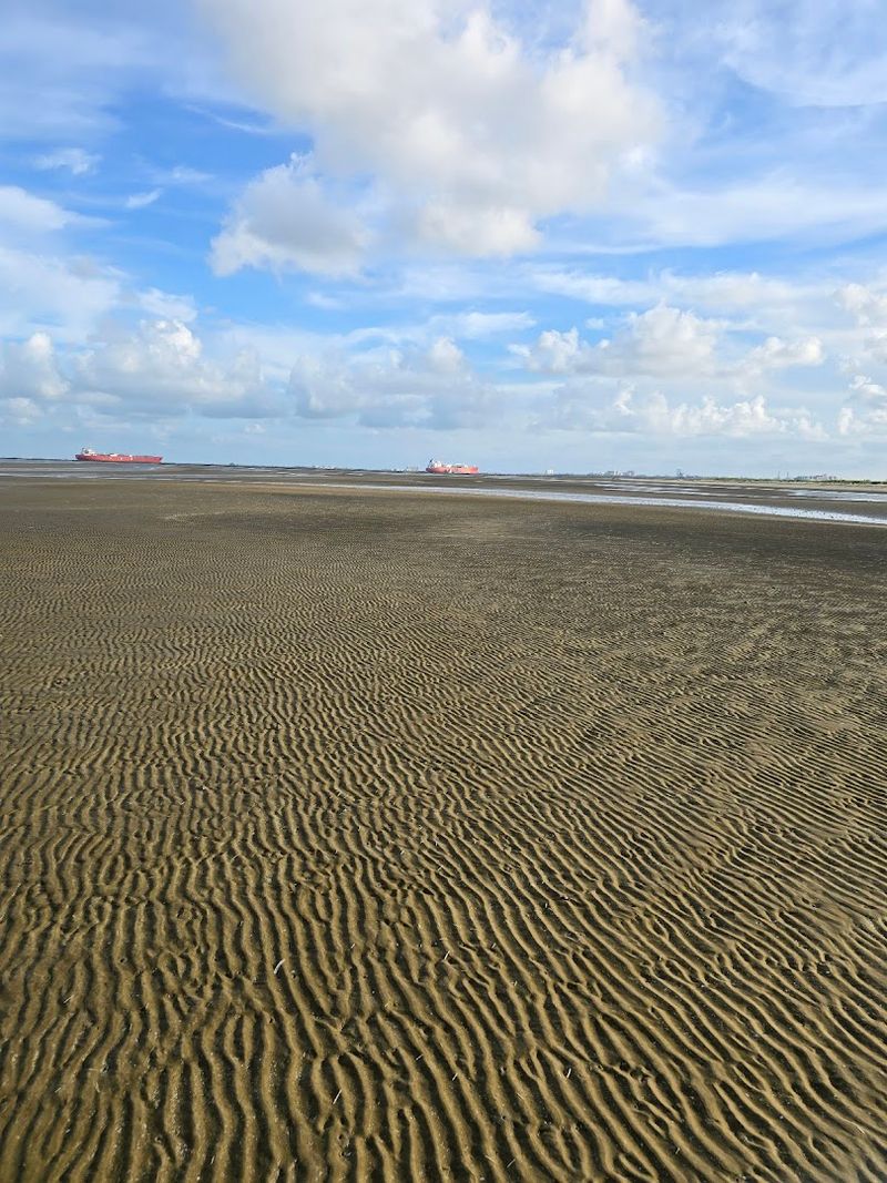 Bolivar Flats Bird Sanctuary, A World-Class Birding Destination