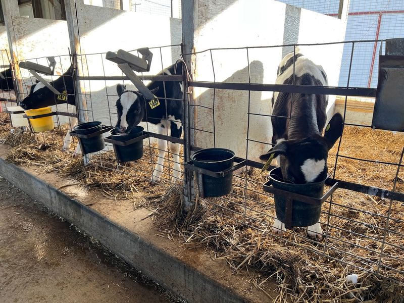 Bottle-Feeding Calves at 4 PM Is the Highlight Nobody Warns You About Bottle-Feeding Calves at 4 PM Is the Highlight Nobody Warns You About