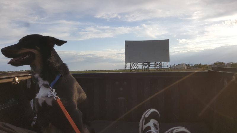 Bring Your Pet Along for the Ride