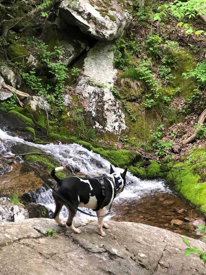 Bringing Your Dog Along Is Absolutely Encouraged