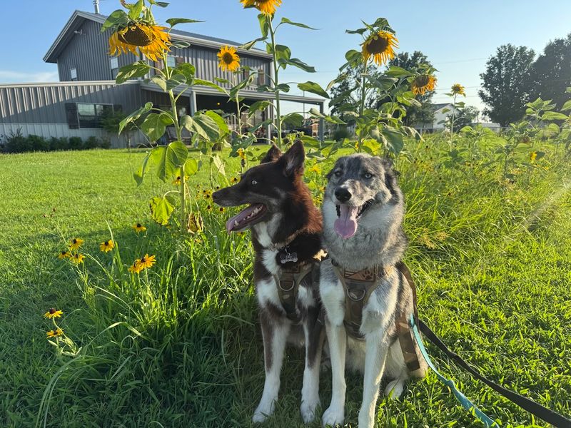 Bringing Your Pets Along Is Absolutely Welcome Here