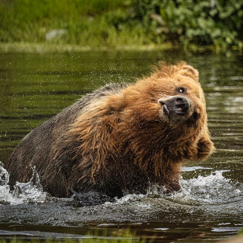 Brown Bears, Bald Eagles, and Wildlife That Puts on a Show Brown Bears, Bald Eagles, and Wildlife That Puts on a Show