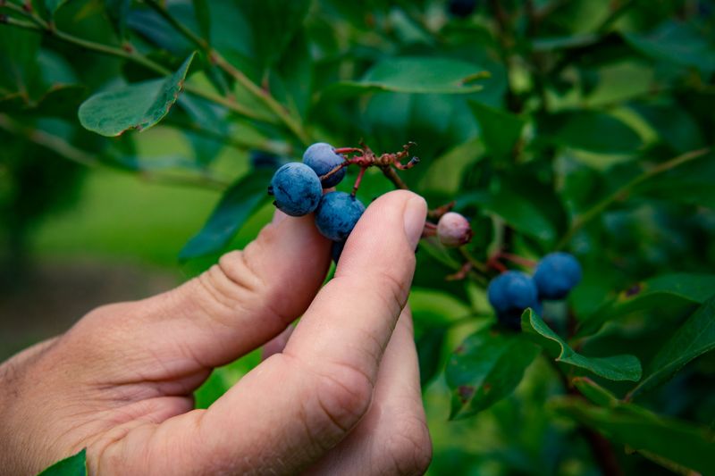 Burkhart's Blueberries Burkhart's Blueberries