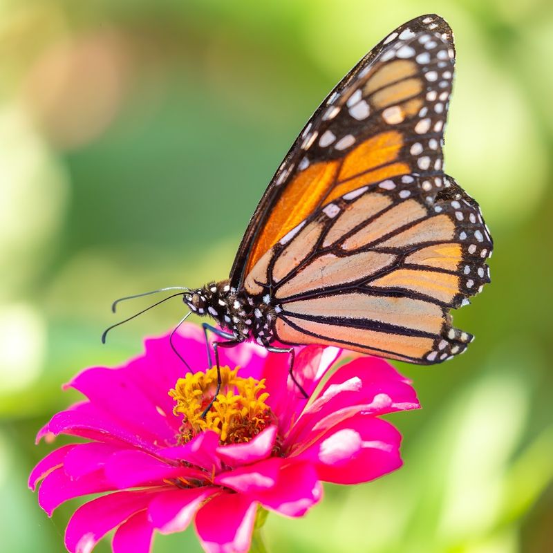 Butterflies Bloom, A Year-Round Wonder