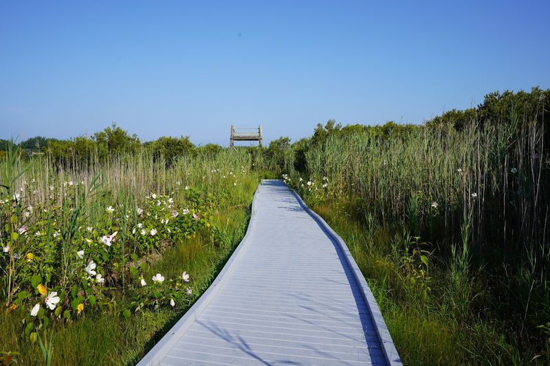 Cape May Point State Park Blue Trail Cape May Point State Park Blue Trail