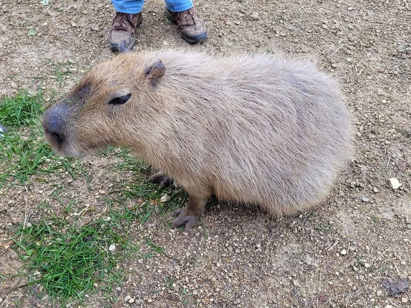 Capybara Encounters That Are Surprisingly Heartwarming Capybara Encounters That Are Surprisingly Heartwarming