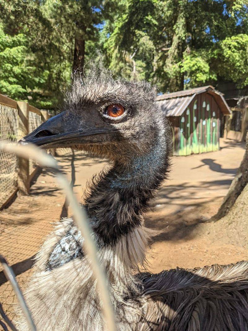 Capybaras, Emus, and Unexpected Residents