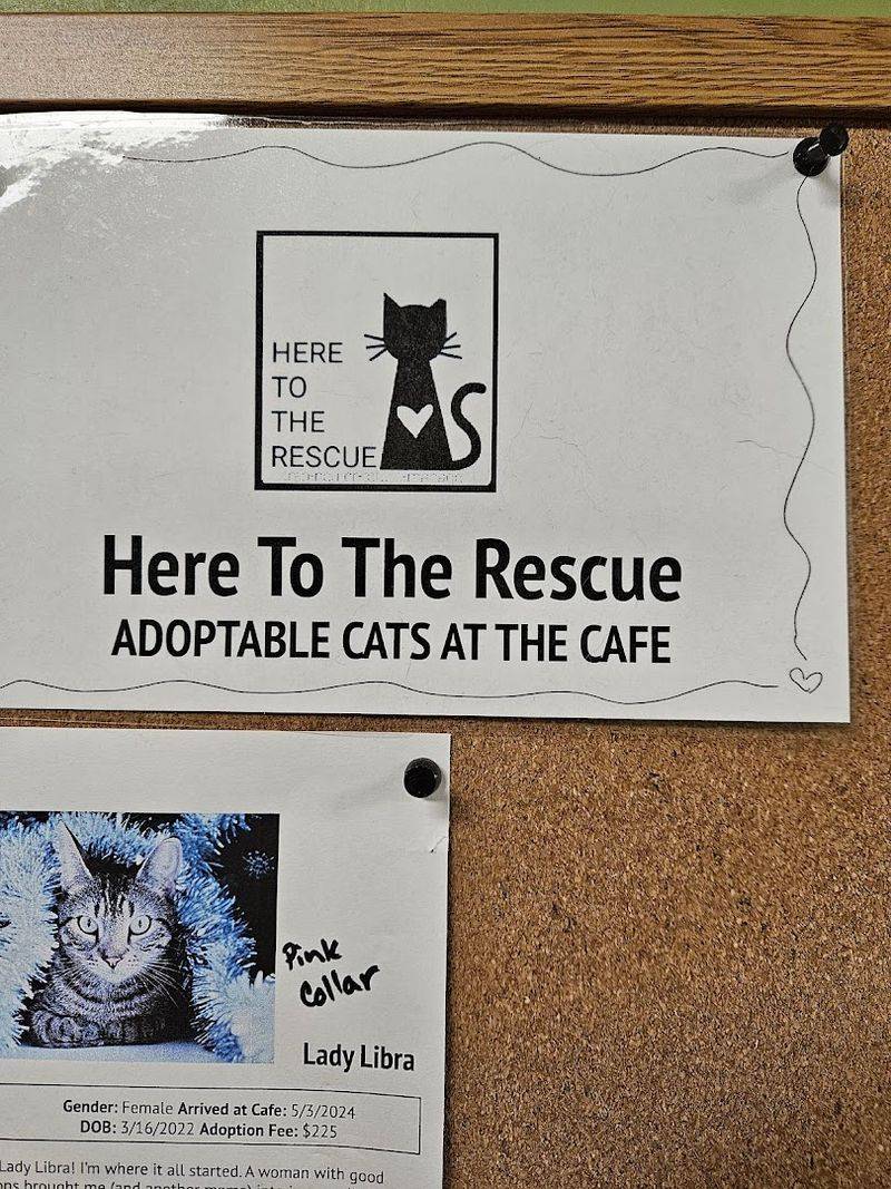 Cat Biographies on the Wall Are a Lovely Touch
