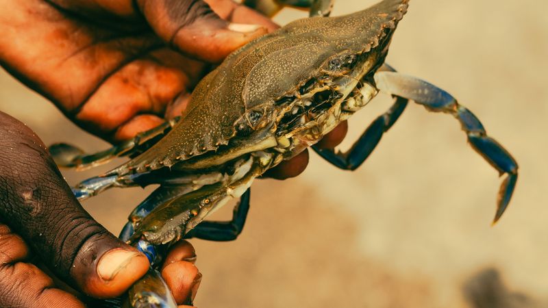 Catch Blue Crabs Right From The Shoreline
