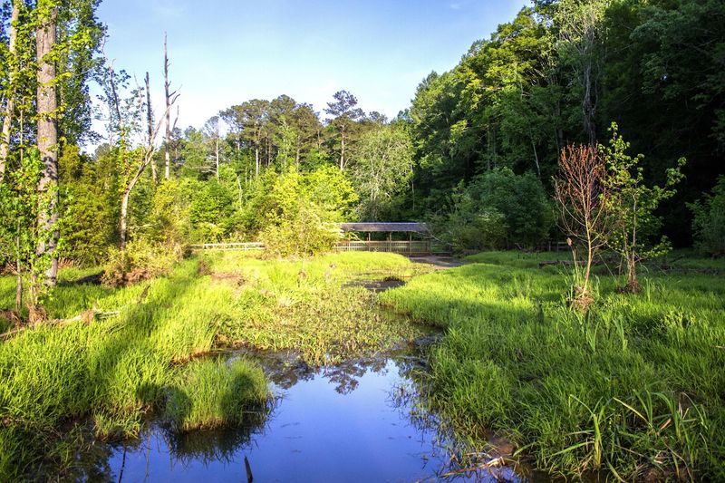 Clayton County's Limestone Bluff Ponds: What Makes This Place Different