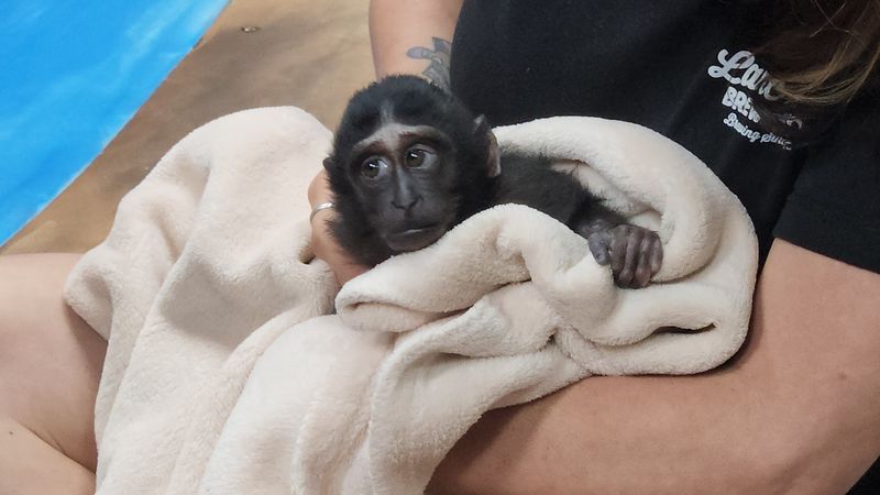 Come Ready For Spider Monkey Playtime Come Ready For Spider Monkey Playtime