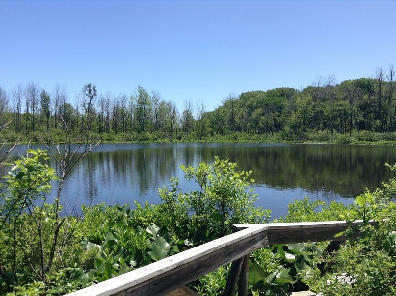 Come Ready To Explore Spicer Lake Preserve
